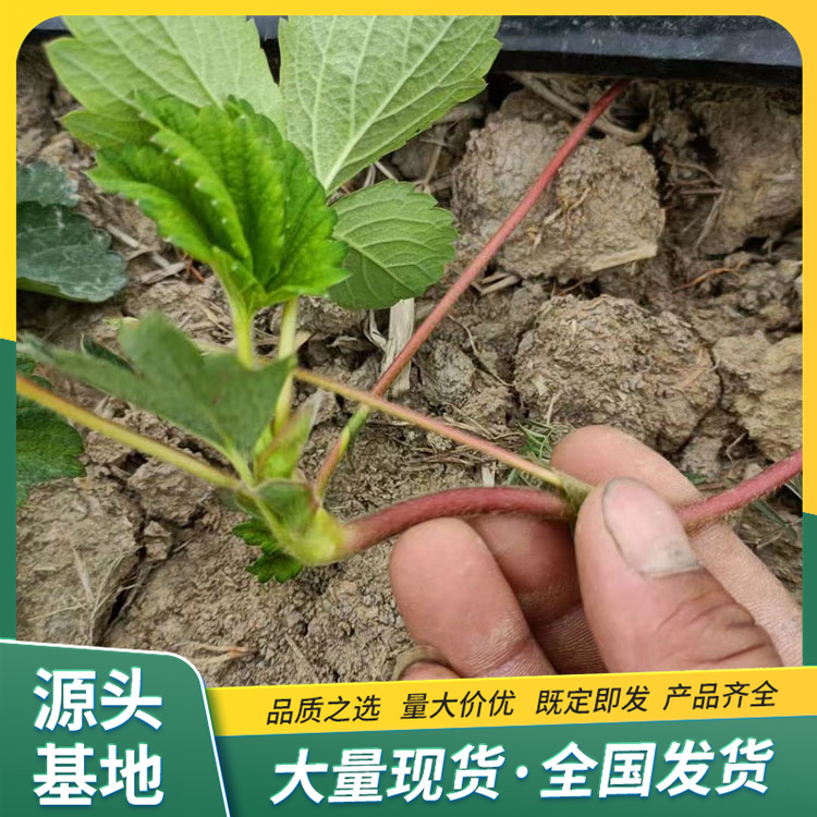 The open-air planting of red strawberry seedlings was carried out by the source manufacturer, and the results of that year were obtained by Lufeng Horticulture