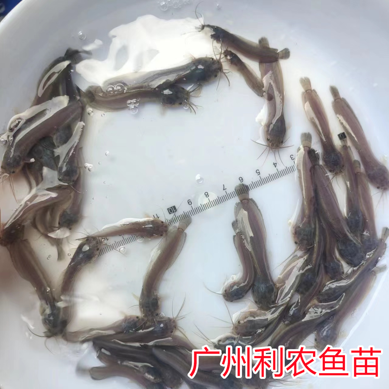 4-6 cm high-quality local pond fish fry, pond lice fish wholesale, soil pond angler fish aquatic fry, live package