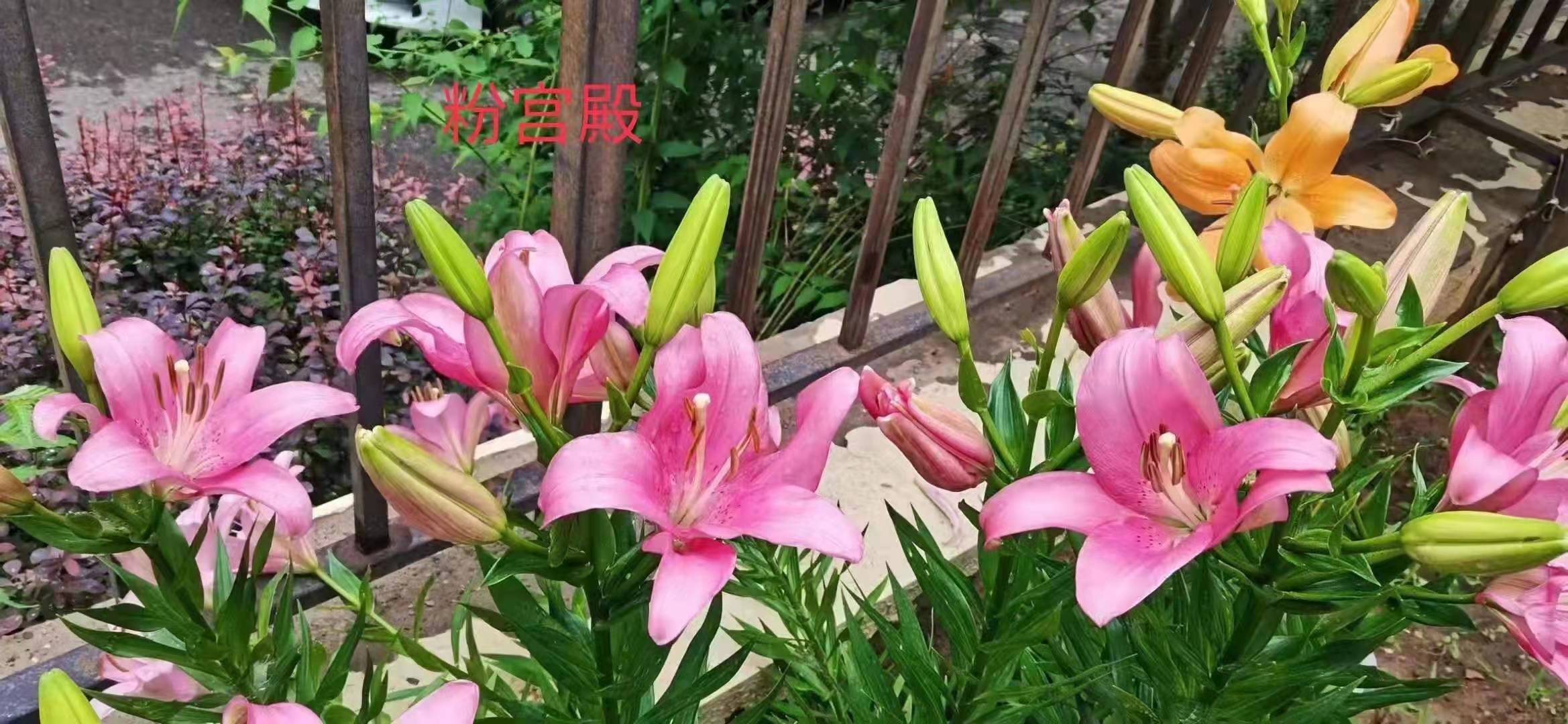 Landscape engineering, greening, multi-color lily landscaping, flower border, flower belt, seedling base, greening, lily seedlings