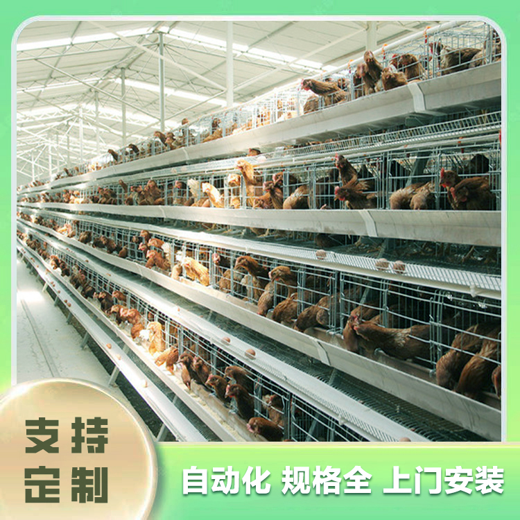 Chicken manure treatment equipment for chicken farms, manufacturer of chicken farming equipment for Bazhou chicken farms, wholesale price of chicken farming equipment for laying chickens, meat chickens, and chicken farming equipment