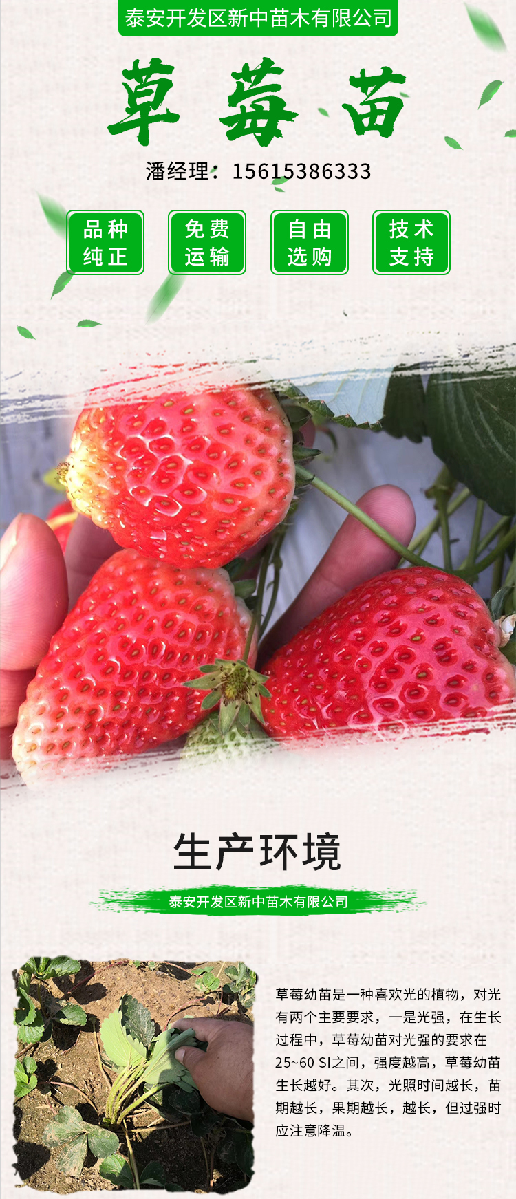 The base sells new red colored strawberry seedlings, Suizhu strawberry hole plate seedlings, with well-developed hair and fine roots, which can be excavated and distributed immediately