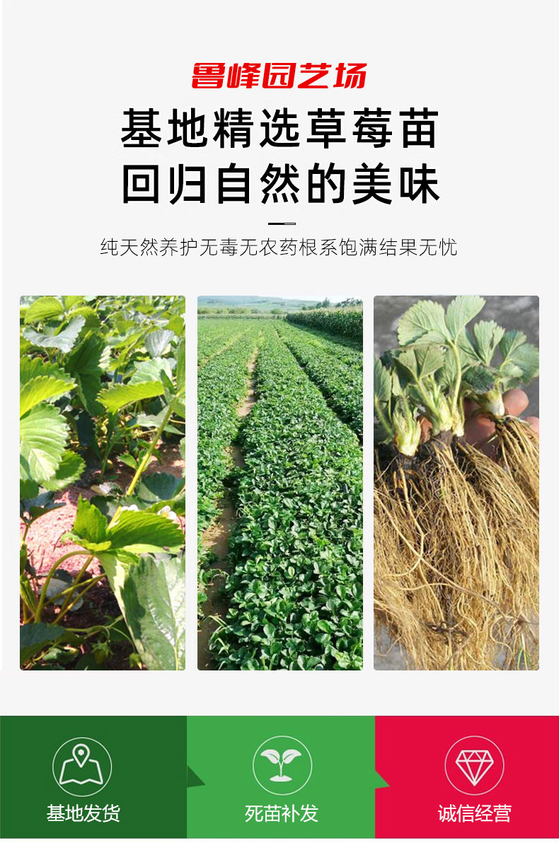 Snow White Strawberry Seedling Picking in Greenhouse Source Factory Roots Developed Lufeng