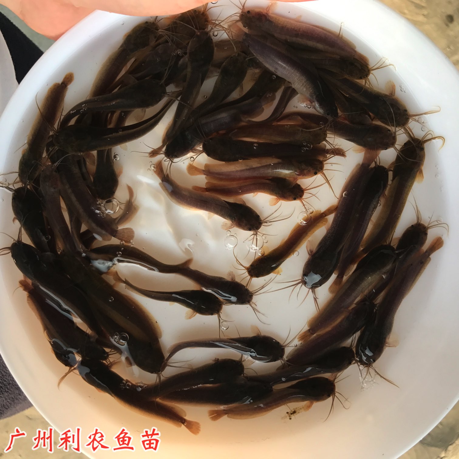 4-6 cm high-quality local pond fish fry, pond lice fish wholesale, soil pond angler fish aquatic fry, live package