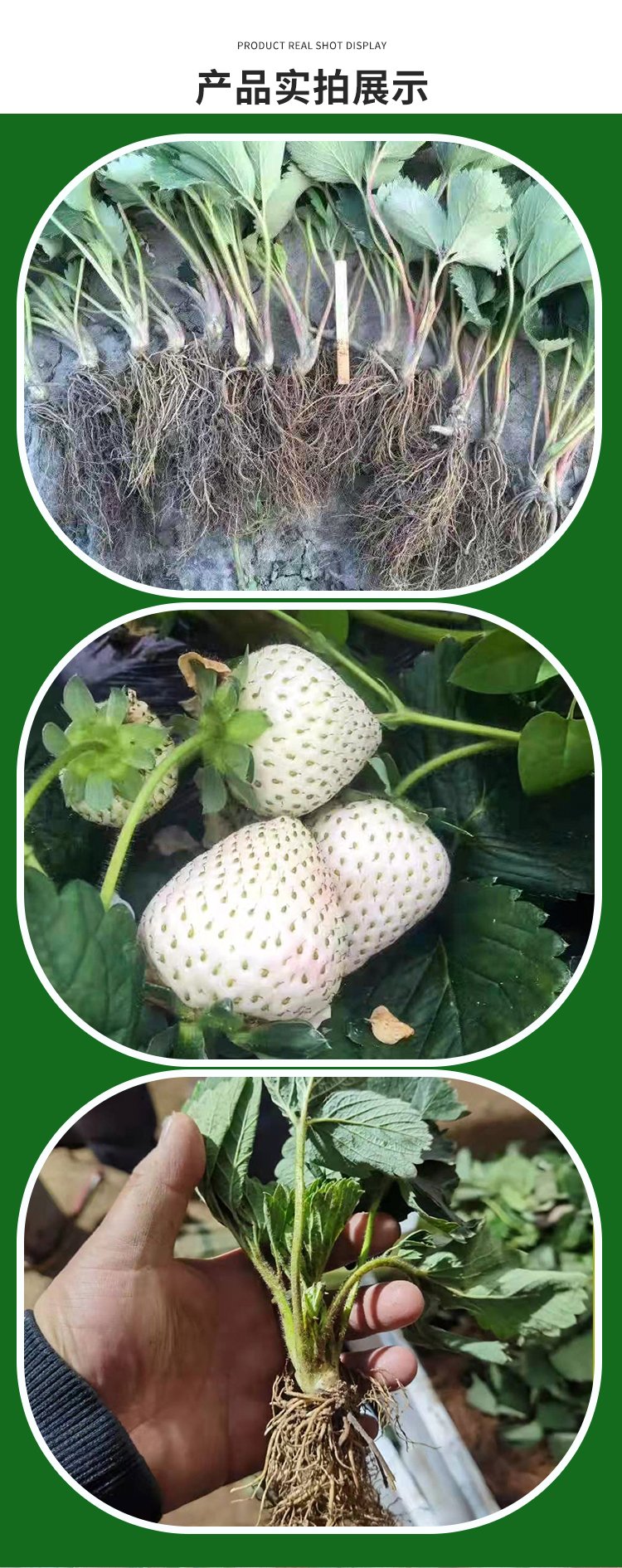 Strawberry artificial seedlings, flesh, sweet fruit, slender and fragrant stem, capillary roots, thick and developed, suitable for potted cultivation