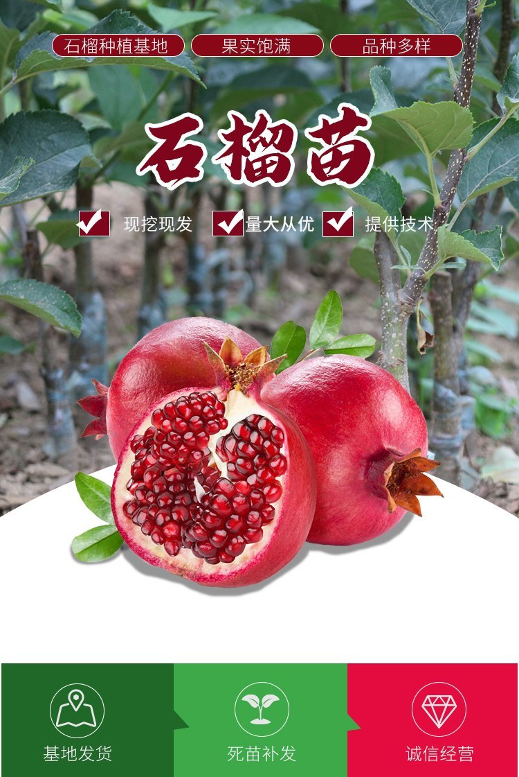 Sour pomegranate seedlings have strong resistance to wind and sand, strong early fruiting ability, market advantage, thin skin, multiple flesh, and thick juice in the mouth