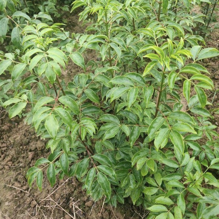 Direct supply of chicken-eye seedlings from the production area, direct distribution of contracted education, planting management technology, and pure and reliable quality