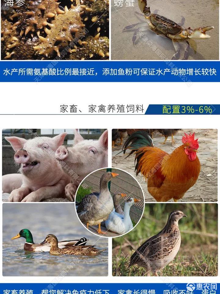 Feed Fish Meal Aquatic Frog Fish Shrimp Poultry Animal Pig Chicken Nutritional Raw Materials