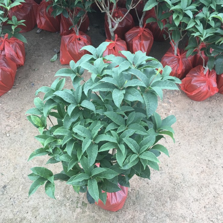 Place of origin, first-hand source of goods, four seasons osmanthus bed seedlings, door-to-door delivery, package shipping, welcome to call, negotiate, and share experience