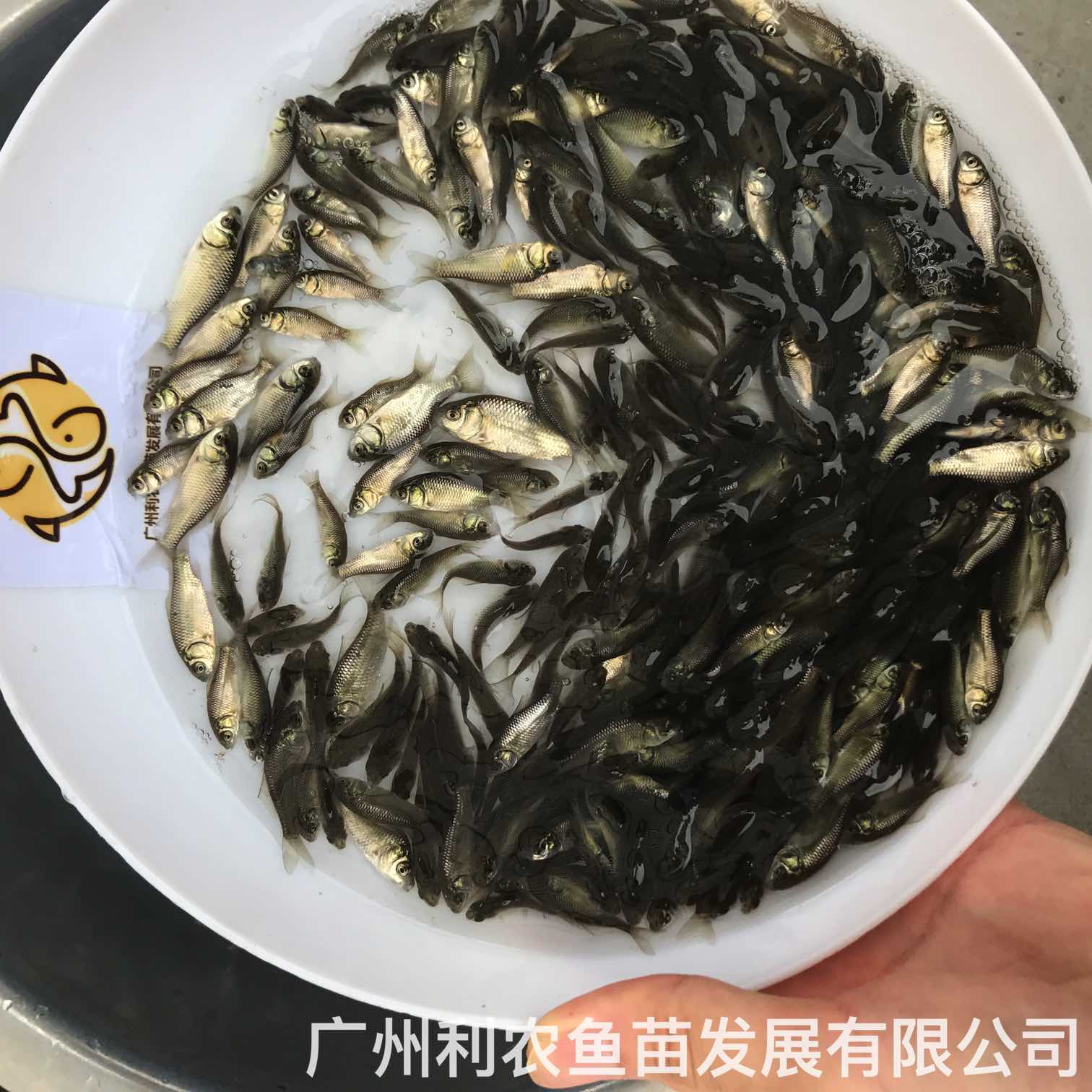 Wholesale of Zhongke No.5 and No.3 crucian carp fry can grow one kilogram in half a year, and can be shipped nationwide with cold resistance and fast growth