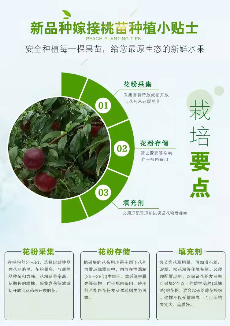 Management Methods for Apricot Seedlings in Greenhouses New Century Apricot Seedlings for Flood and Frost Resistance