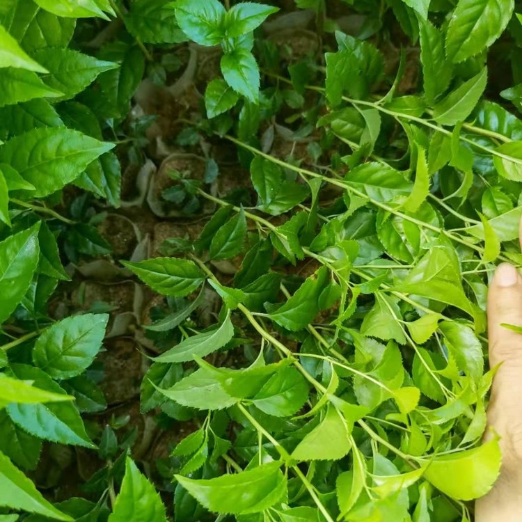 Wholesale of Plum Blossom Seedlings and Trident Bitter Seedlings in Guangdong Hundred mu Trident Bitter Seedlings Growing region