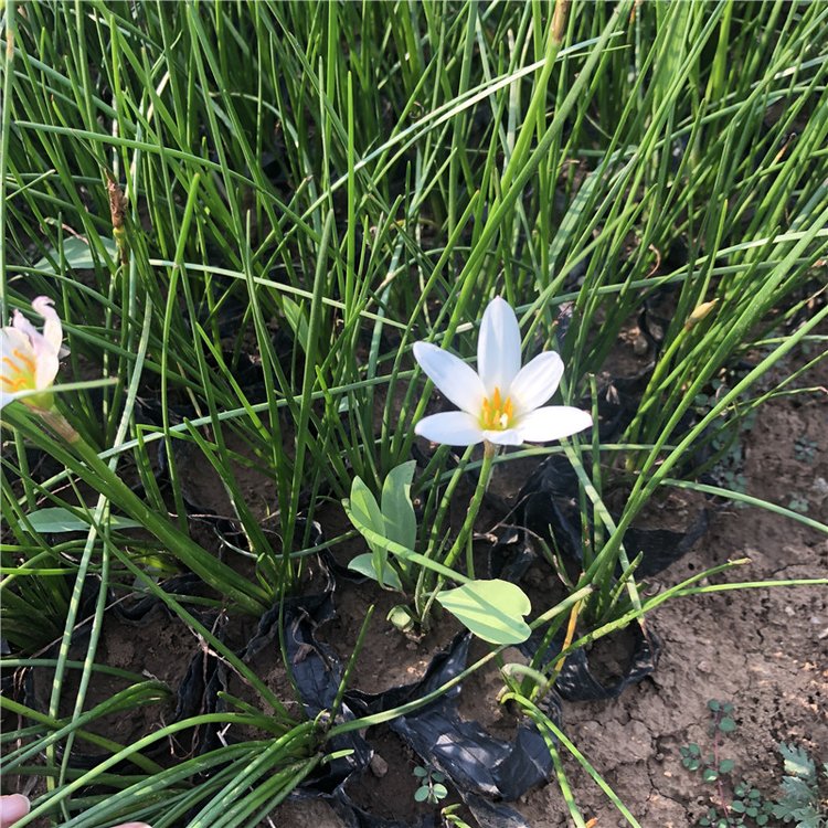 Scallion seedlings, large seedlings, various specifications, white pink petals, Snory flowers, direct supply