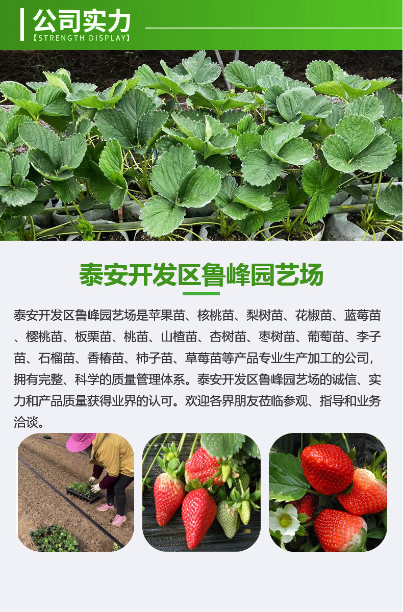 LF10 Lufeng Gardening Technology for Cultivation and Application of Snow White Strawberry Seedling and Fruit Seedling Base