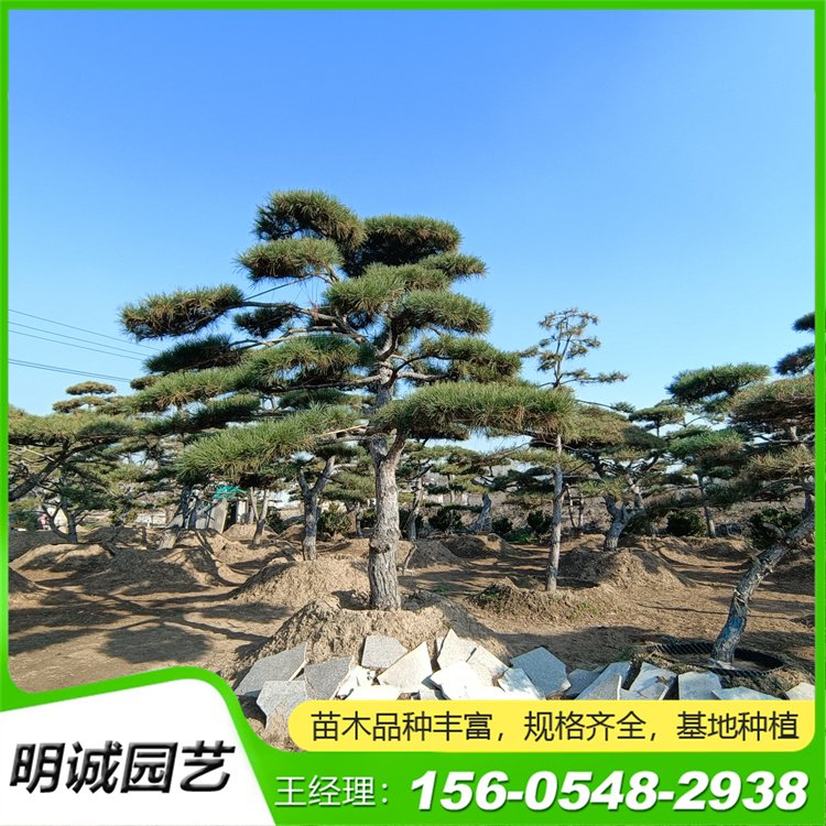 别墅庭院绿化黑松树 3米 4米5米小区用油松树冠飘逸优美造型景观松