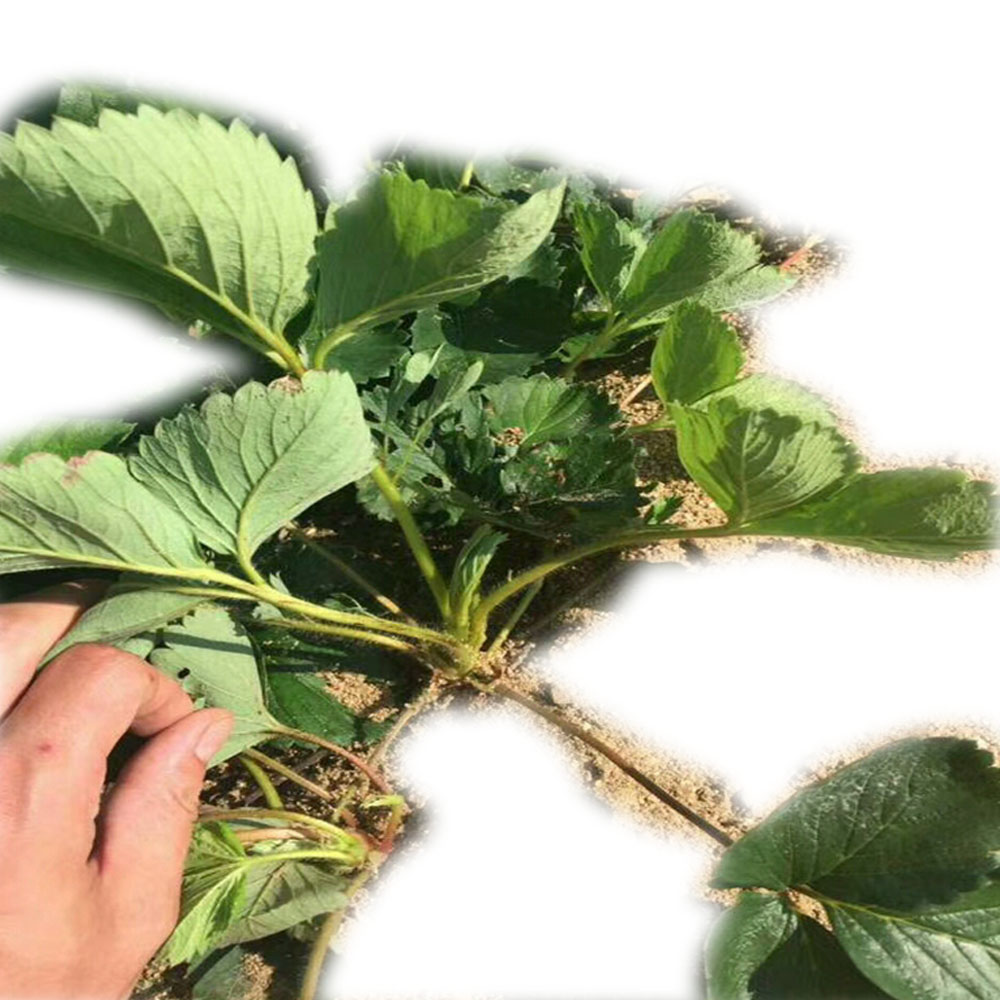 Strawberry seedling planting base is currently being excavated and sold. Yuexiu New Variety Moisturizing Delivery with Developed Root System