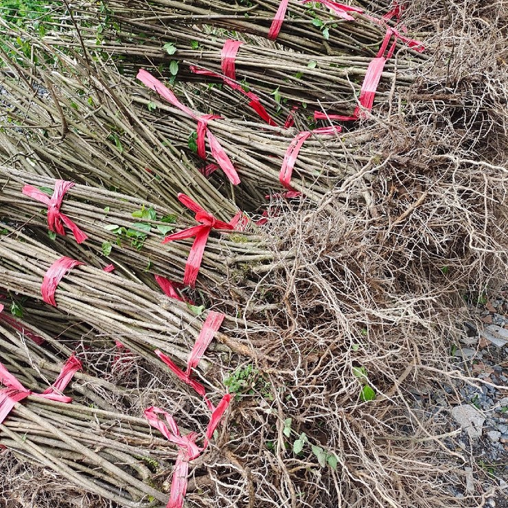 More than ten years of experience in seedling cultivation under the full process technical guidance of directly producing stinky yellow wattle seedlings in the production area