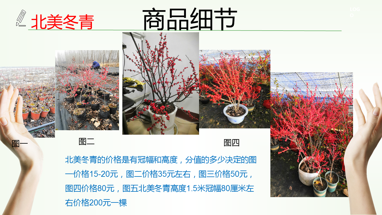 Gold Agate: A New Variety of North American Holly, Yizhi Duxiu, Source of Origin, Two Years of Fruits