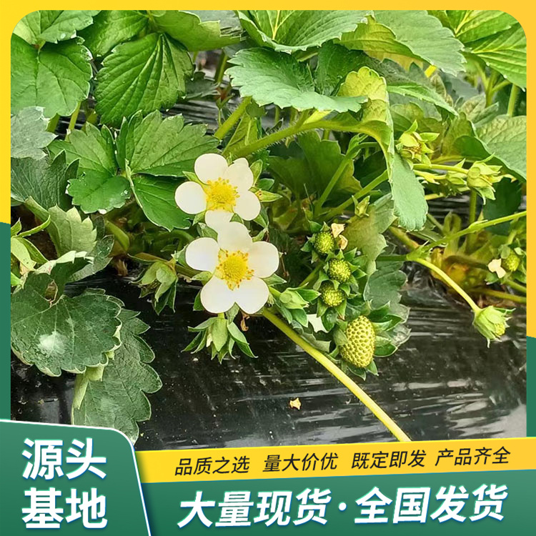 Rifeng Strawberry Seedling Orchard Planting and Utilization Strength Factory Cultivation Technology Lufeng Horticulture