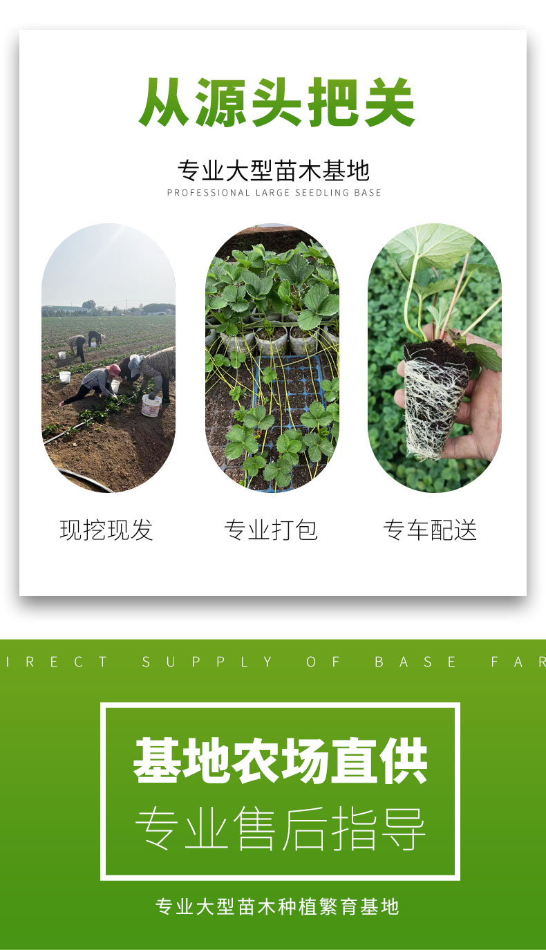 Spring Fragrant Strawberry Seedlings Tourism Agriculture Picking and Utilization Strength Base Flower Bud Differentiation Zaolufeng Horticulture