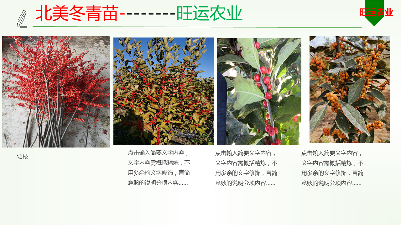 Gold Agate: A New Variety of North American Holly, Yizhi Duxiu, Source of Origin, Two Years of Fruits