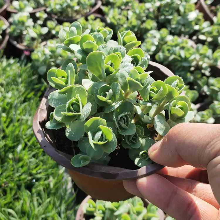 德国景天 杯苗 源头厂家基地 花坛花境阳台绿化观赏植物 耐寒耐旱