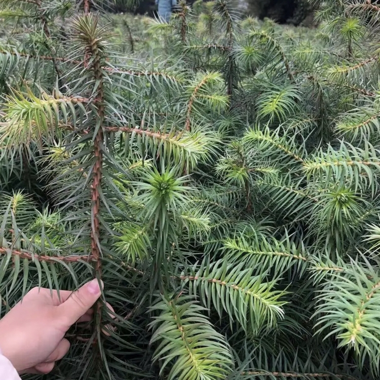 Welcome to visit and inspect the wholesale of Chinese fir seedlings in Yongchun Qianmu Third Generation Fast Growing Chinese fir Forest Farm