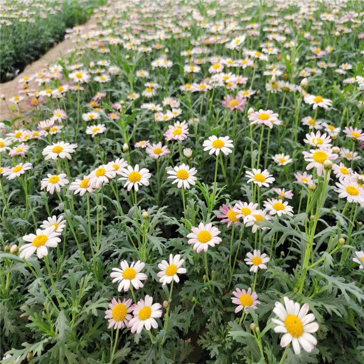 Wood spring chrysanthemum, wood crown chrysanthemum, and small seedlings with complete specifications and various colors of Snory flowers