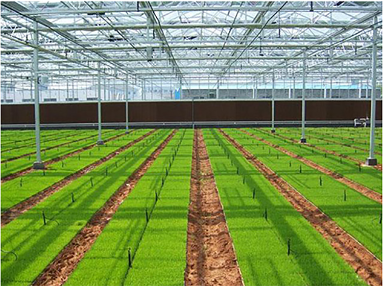 The transparency of the PO film in the Shuaifeng fruit greenhouse is good, and the agricultural film has a long service life