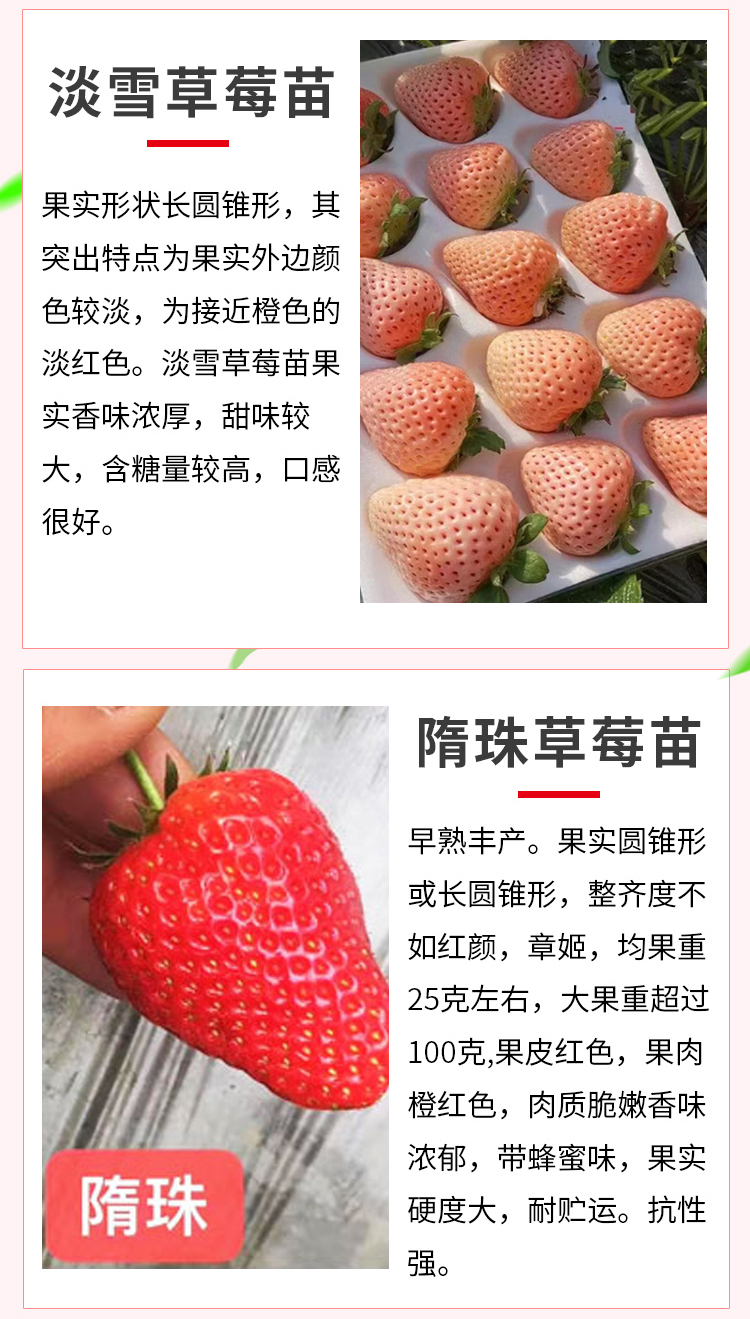 High quality Miaoxiang No.7 Suizhu Strawberry Seedling County Digging and Selling in Greenhouse Planting Ideal Variety