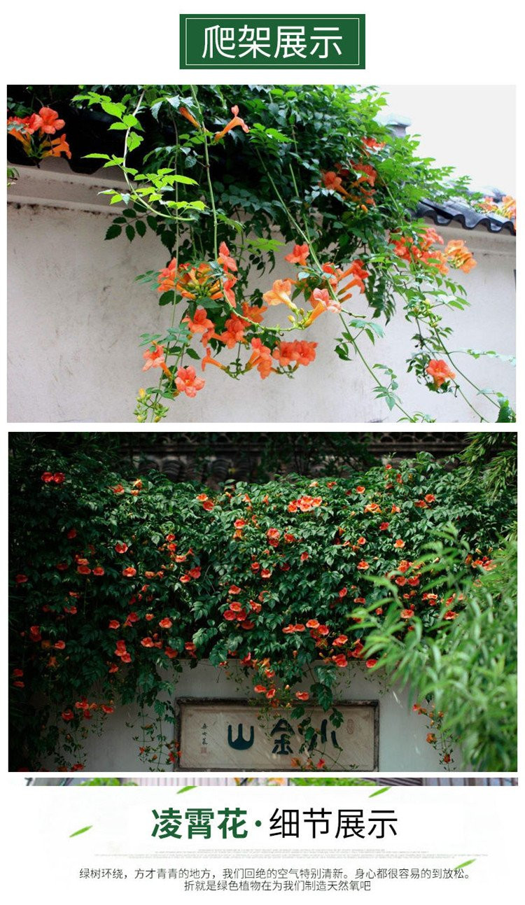 3cm Lingxiao flower seedlings and fruits are oily, shiny, and have a fast growth rate. The greening varieties on the construction site are growing faster