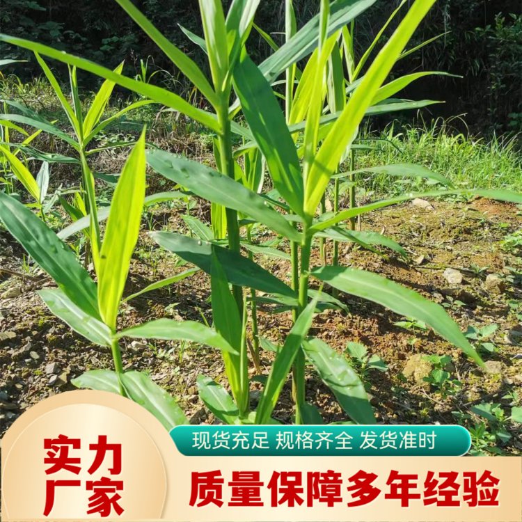 天然植物提取 天然珊瑚姜油 淡黄色透红液体 现 货直采 苗药生物