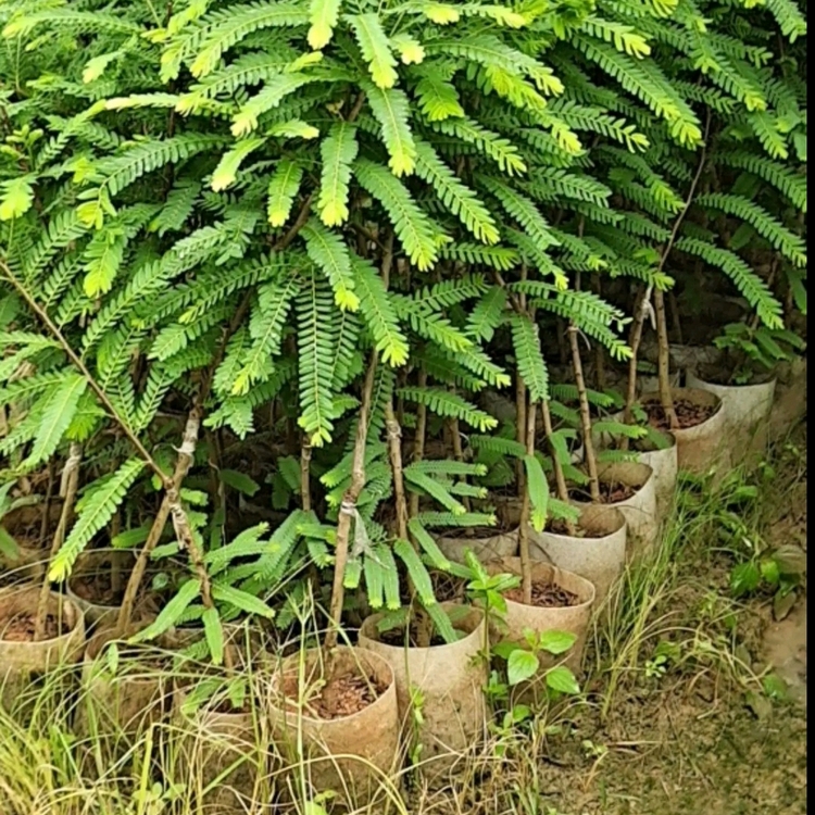 Wholesale of over 100 acres of sweet fruit seedlings in the main production area of Hunan Province