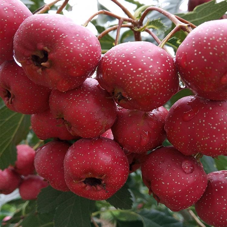 0.8cm thick grafted hawthorn seedlings, high-quality fruit seedlings grow quickly and well, new and medium-sized seedlings