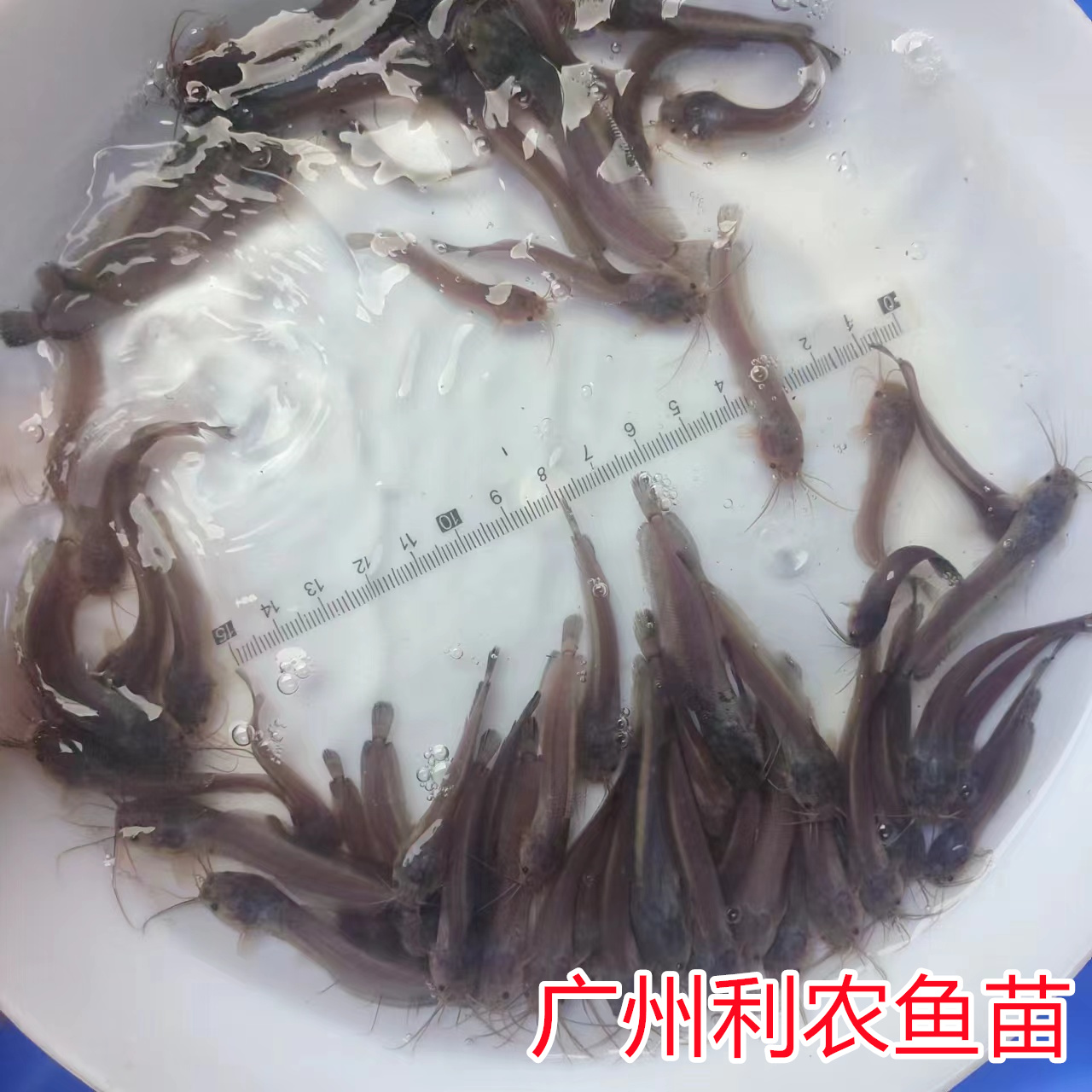 Huangfei No.1 Shaoguan Local Pond Silurus fry Wholesale Local Beard Silurus fry Breeding Base