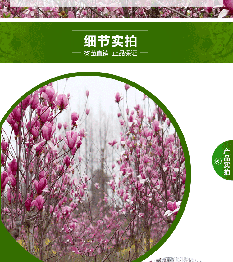 Da Hua Di Garden. In the past, small seedlings of magnolia and purple magnolia were dug up and sold in the nursery. They can be shipped nationwide