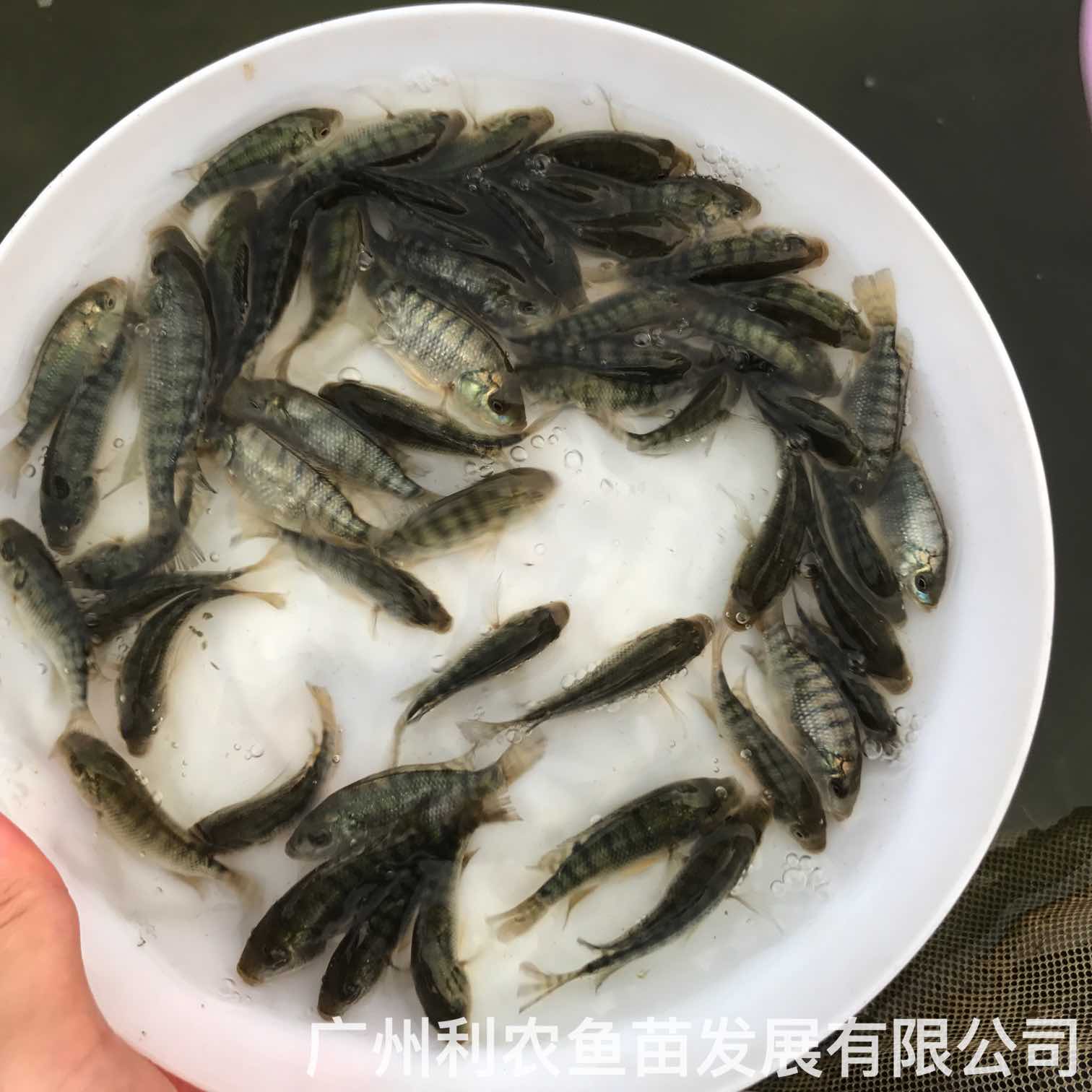 Wholesale of Tilapia splash, fry of longevity fish, African crucian carp splash, complete national delivery specifications