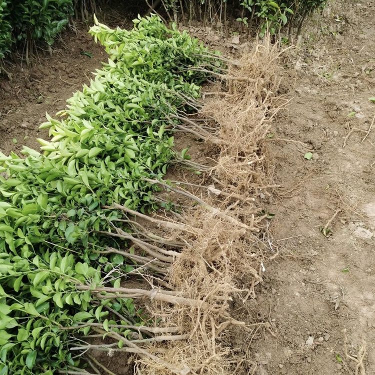 苗木合作社自营基地供应砂糖橘树苗 多年生根系发达 成活高规格齐全