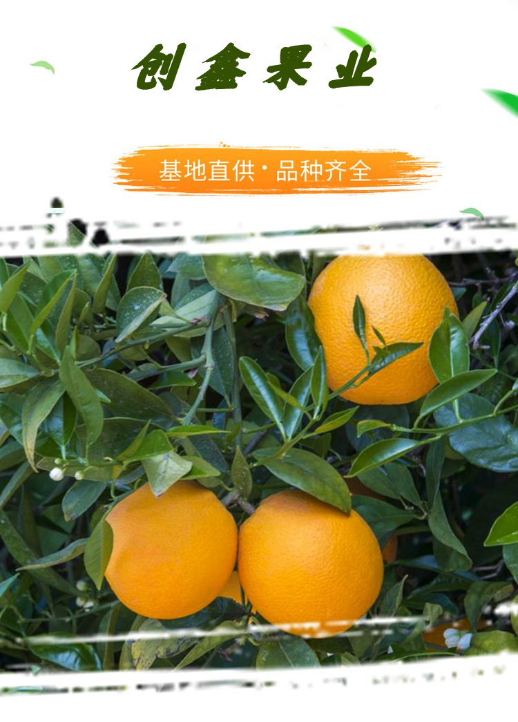 Red heart orange seedlings have advantages in early fruiting, high yield, and disease free product performance. The taste is good, fragrant, and sweet