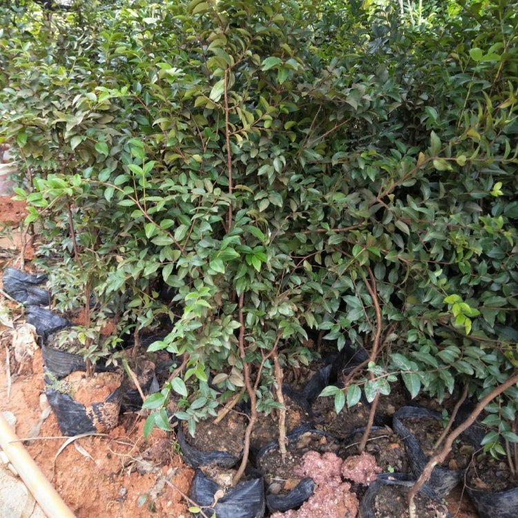 四季嘉宝果 树葡萄全国种植基地 常绿性观叶乔木 四季常绿货源足