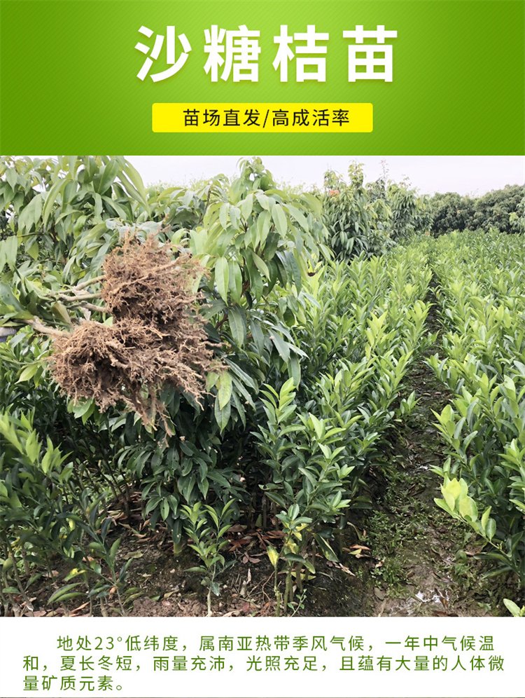 Eyuan No. 38 Orange Seedling Juice is Rich, Thick, Fragrant, Rich, Stable, Drought Resistant, and Strong in Wind Resistance