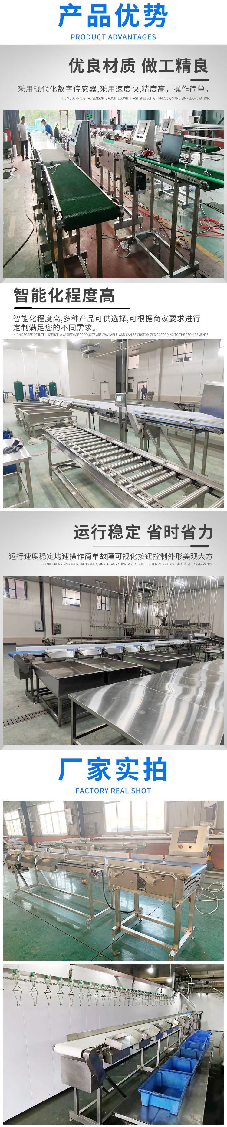 Dragon tiger grouper Grouper weight sorter belt sorter fish separator manufacturer