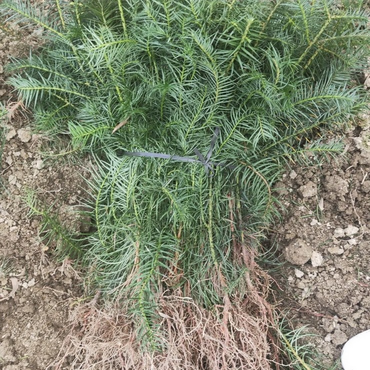 On the same day of seedling emergence, the fast-growing Chinese fir seedlings have developed root systems and survived for many years, with complete specifications and high quality