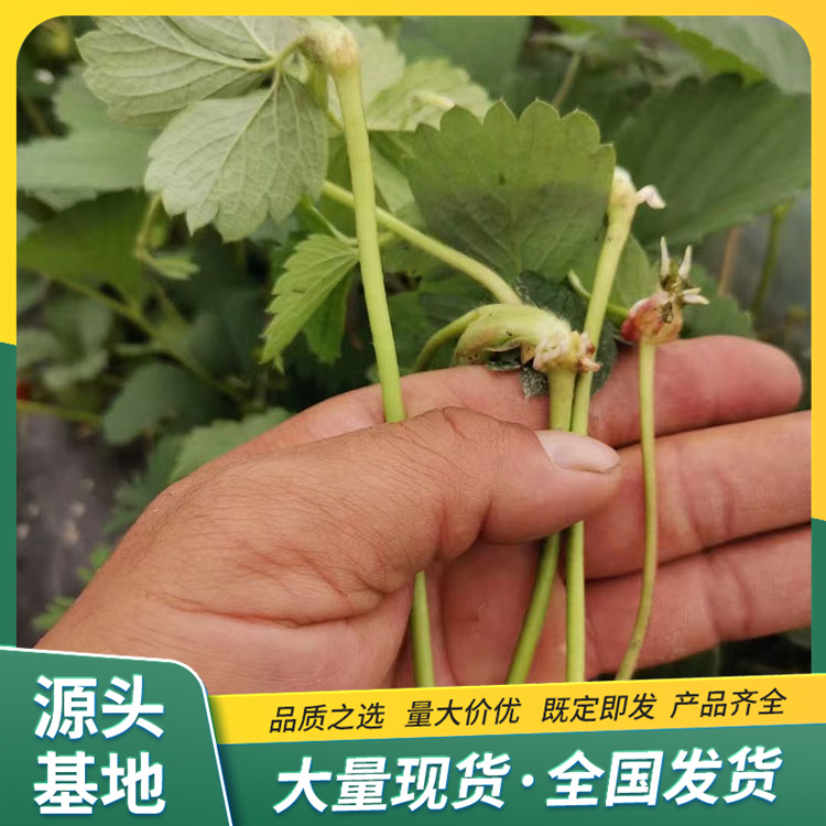 Spring Fragrant Strawberry Seedling Picking in Greenhouse with Strength Base, Pot and Soil, Lufeng Horticulture