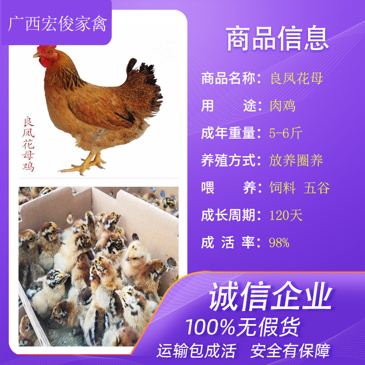 云南昭通小鸡苗批发多少钱一只最近的鸡苗厂家在哪里养鸡小妙招