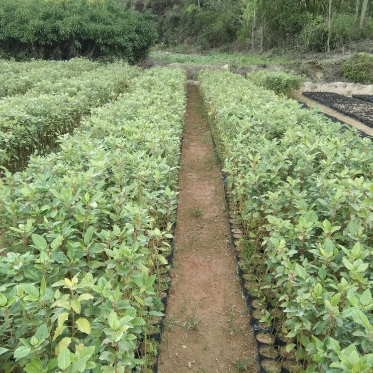 Wholesale of Fired Nanmu Seedlings Planting Base and Wholesale of Fired Nanmu Seedlings