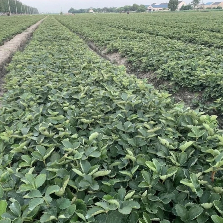 The purchase quantity of strawberry seedlings directly supplied by the base meets the requirements for direct delivery by national dedicated trains