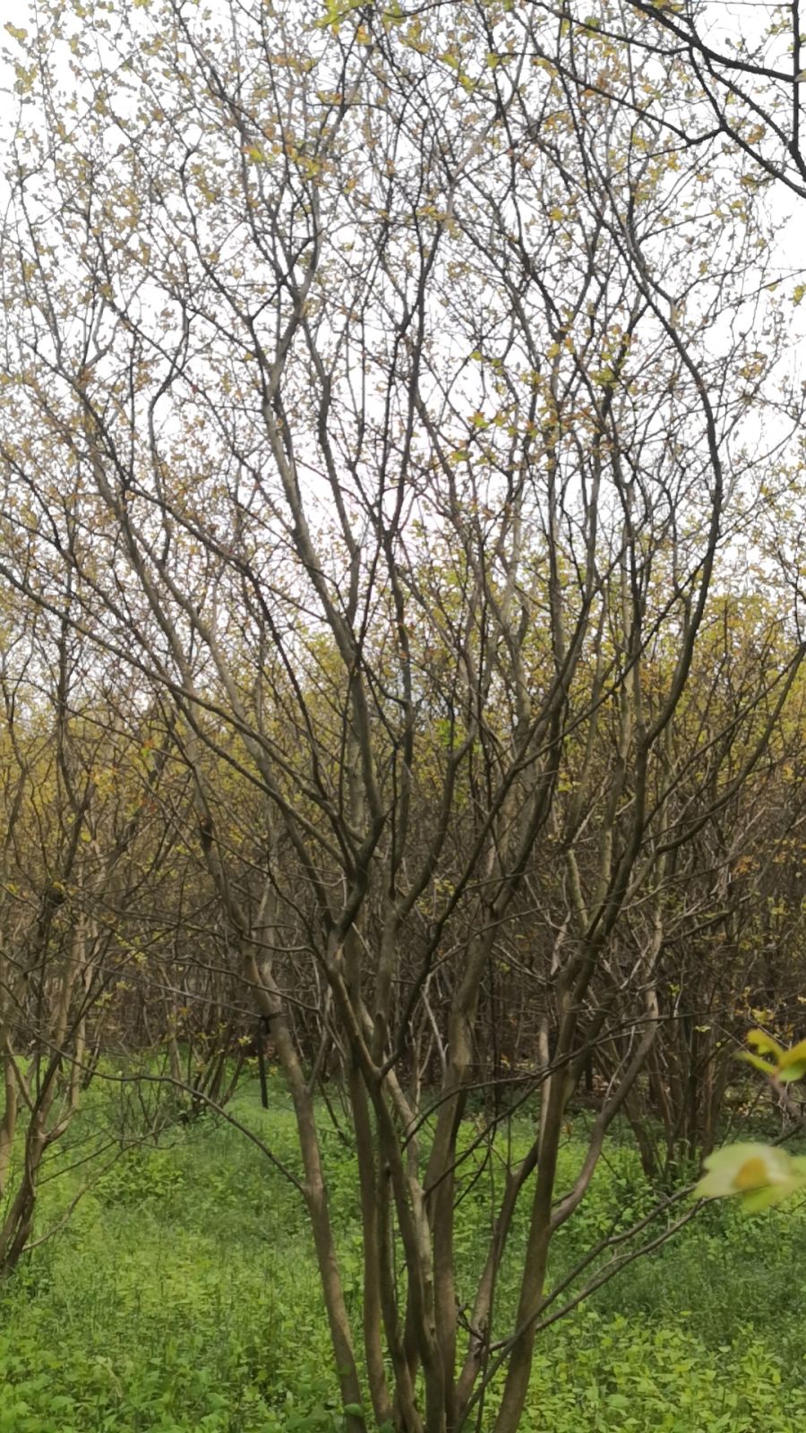 南阳市场价格表丛生玉兰价格 河南南召市场价格表丛生玉兰价格