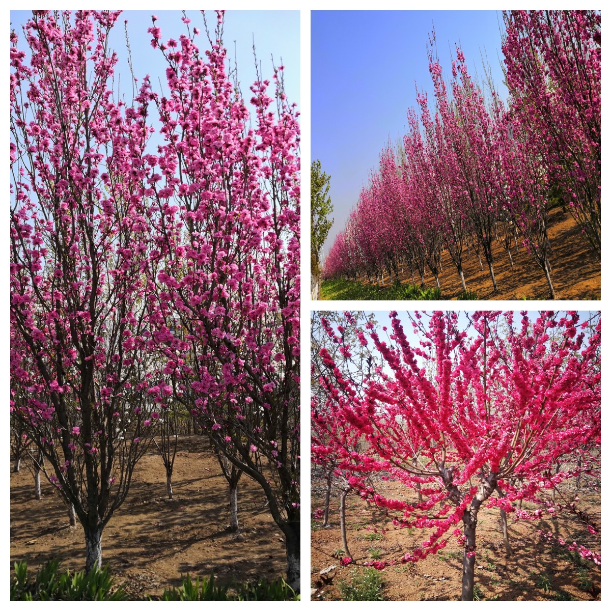 Dropping branch green peach with 1.5 meters branching points, red and white flower varieties, mostly formed by spring grafting for two years