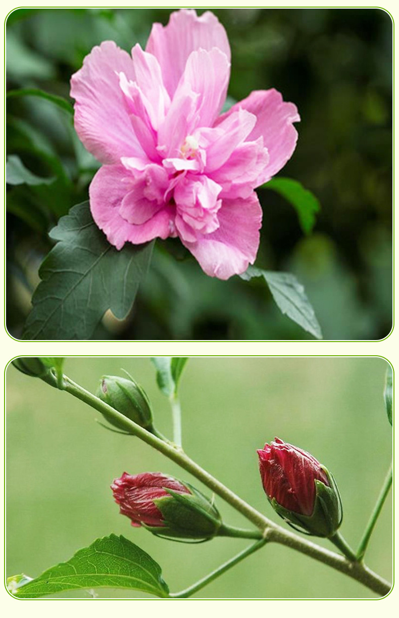 Long term supply of cluster hibiscus flowers, three centimeters long, with complete specifications of red hibiscus flowers