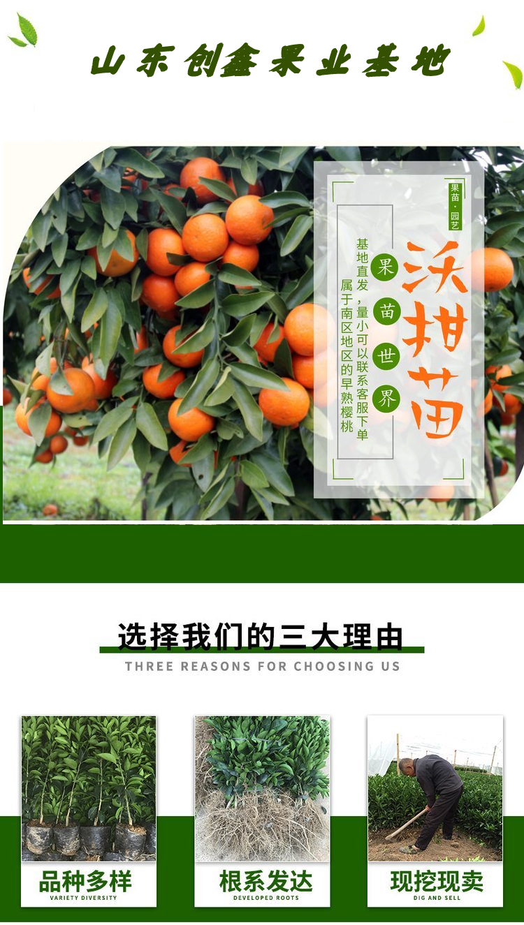 Red Beauty Citrus Seedlings and Fruits with Smooth and Clean Surface, Less Fluffy and Durable Storage and Transportation Park Planning and Setting up Strong Wind and Sand Resistance